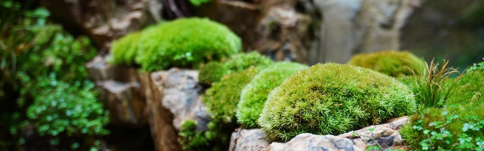 苔アートが創り出す癒しの空間演出法 | ブログ | 苔のアートなら