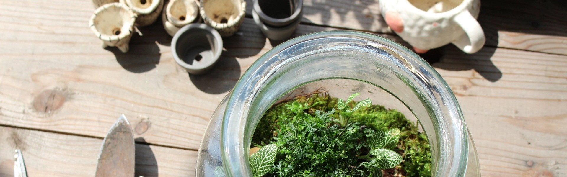 苔アートが凝縮する癒し空間の魅力と選び方ガイド | コラム | 苔のアートならJapanese Moss Style