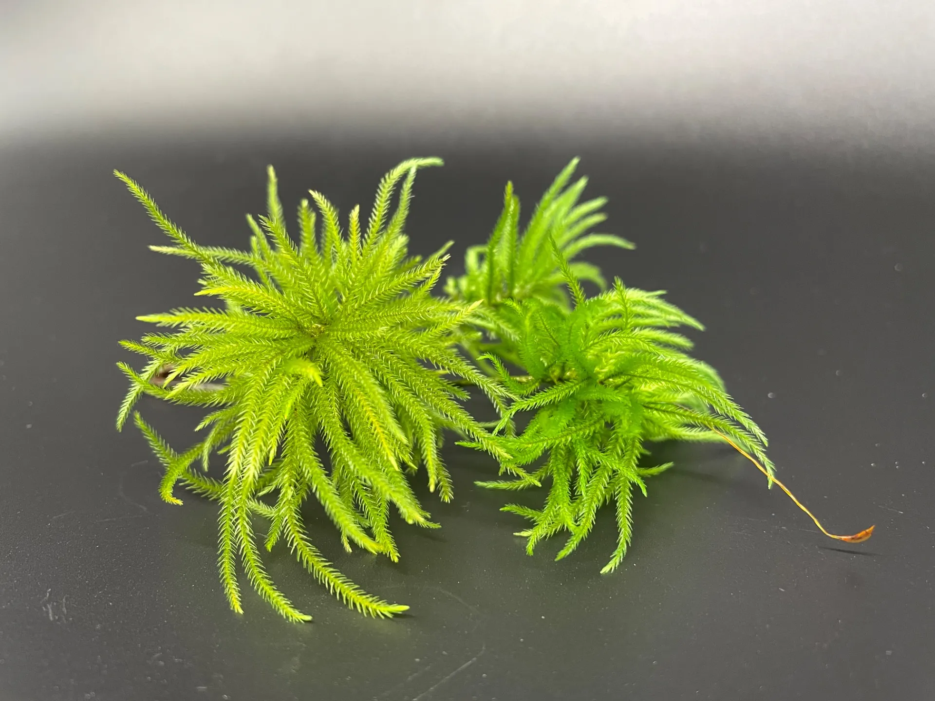 特殊保存加工を施した「コウヤノマンネングサ」