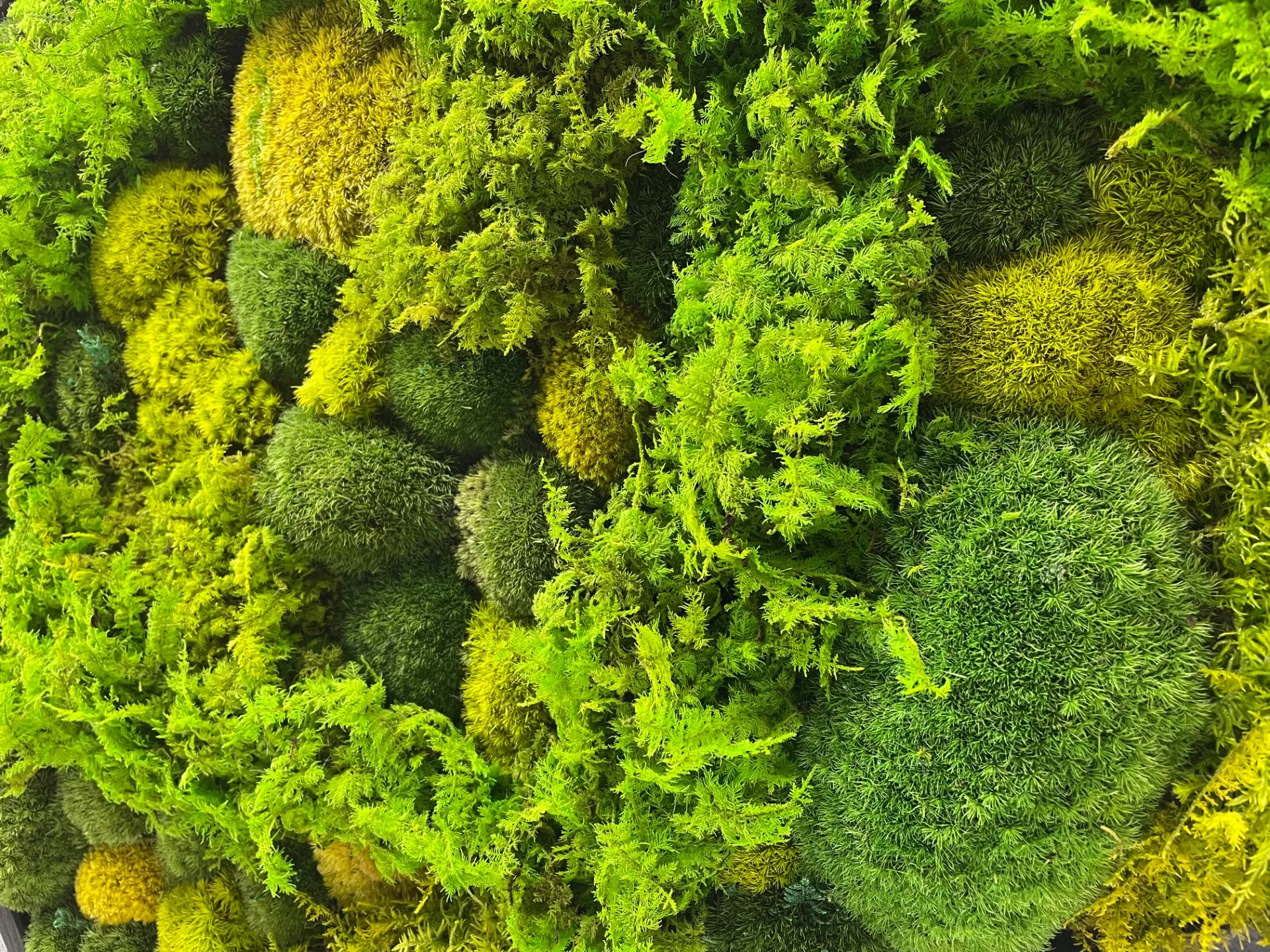 苔アートフレーム