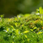 お手入れ不要枯れない苔
